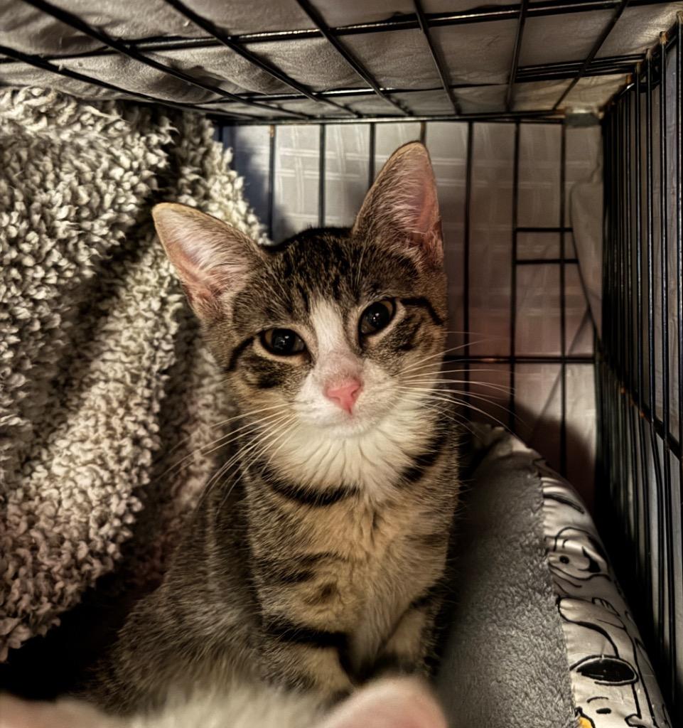 Enlarge Miss Garbanzo, a Adoptable American Shorthair in Hagaman, NY image 3/3