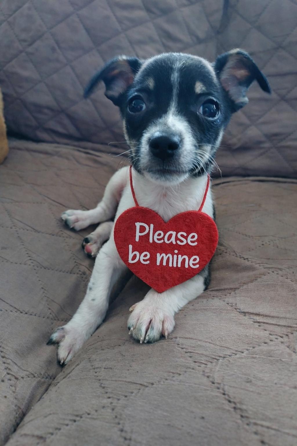 Enlarge Beau the Lover, a ADOPTABLE mixed breed in Lacey, WA image 5/5