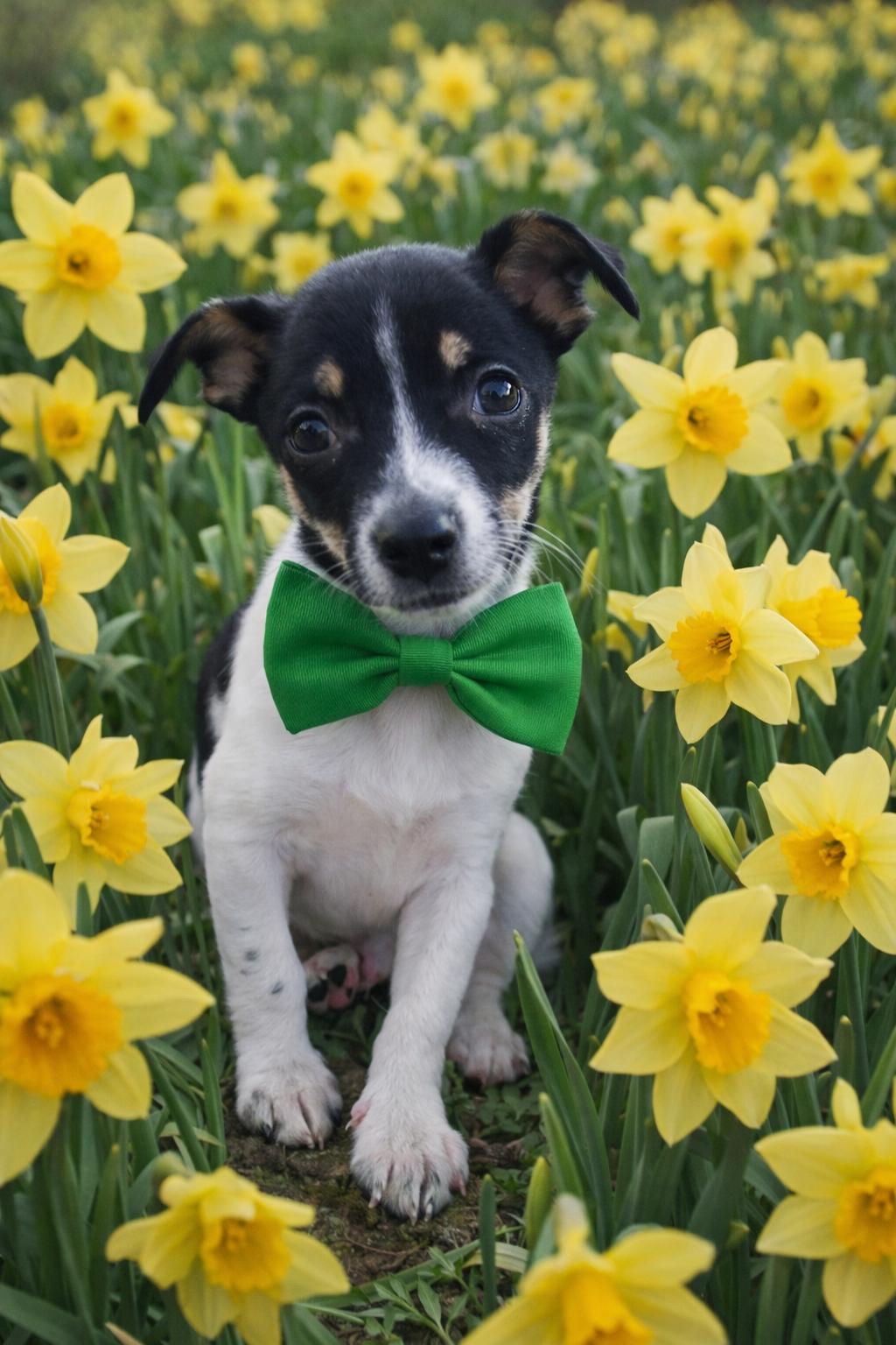 Enlarge Beau the Lover, a ADOPTABLE mixed breed in Lacey, WA image 2/5