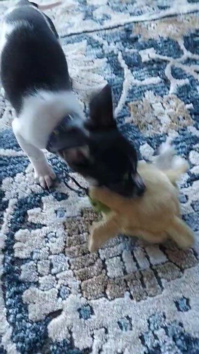 Enlarge Beau the Lover, a ADOPTABLE mixed breed in Lacey, WA video 4/5