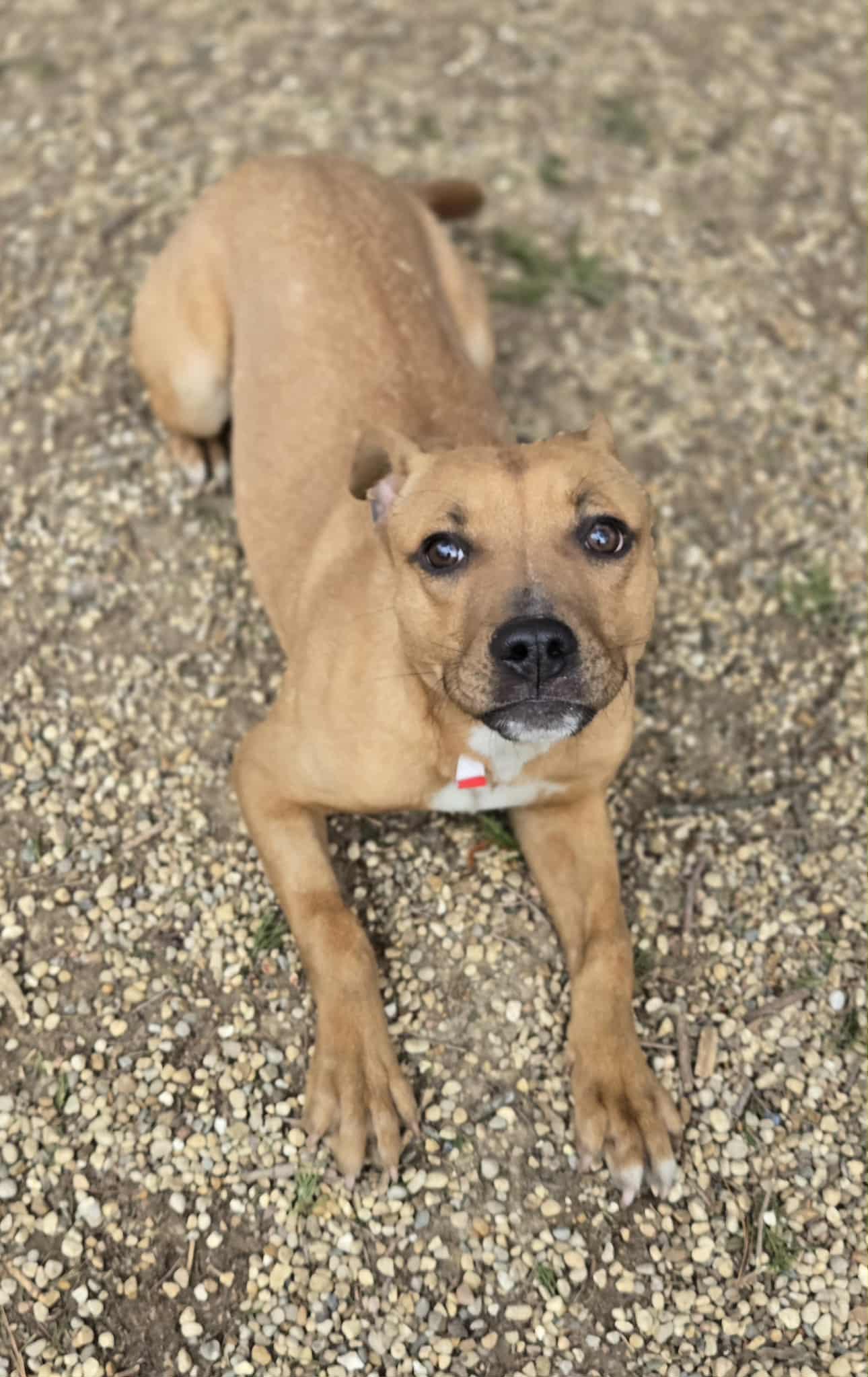 Enlarge Tinley, a ADOPTABLE mixed breed in Freeport, IL image 5/5
