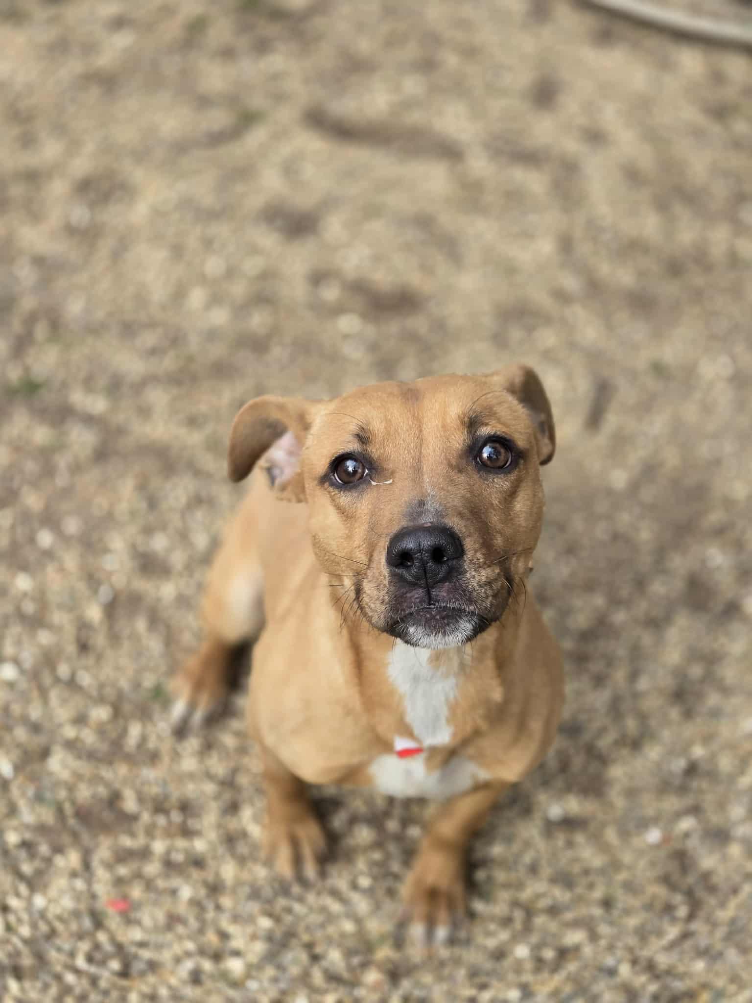 Enlarge Tinley, a ADOPTABLE mixed breed in Freeport, IL image 3/5