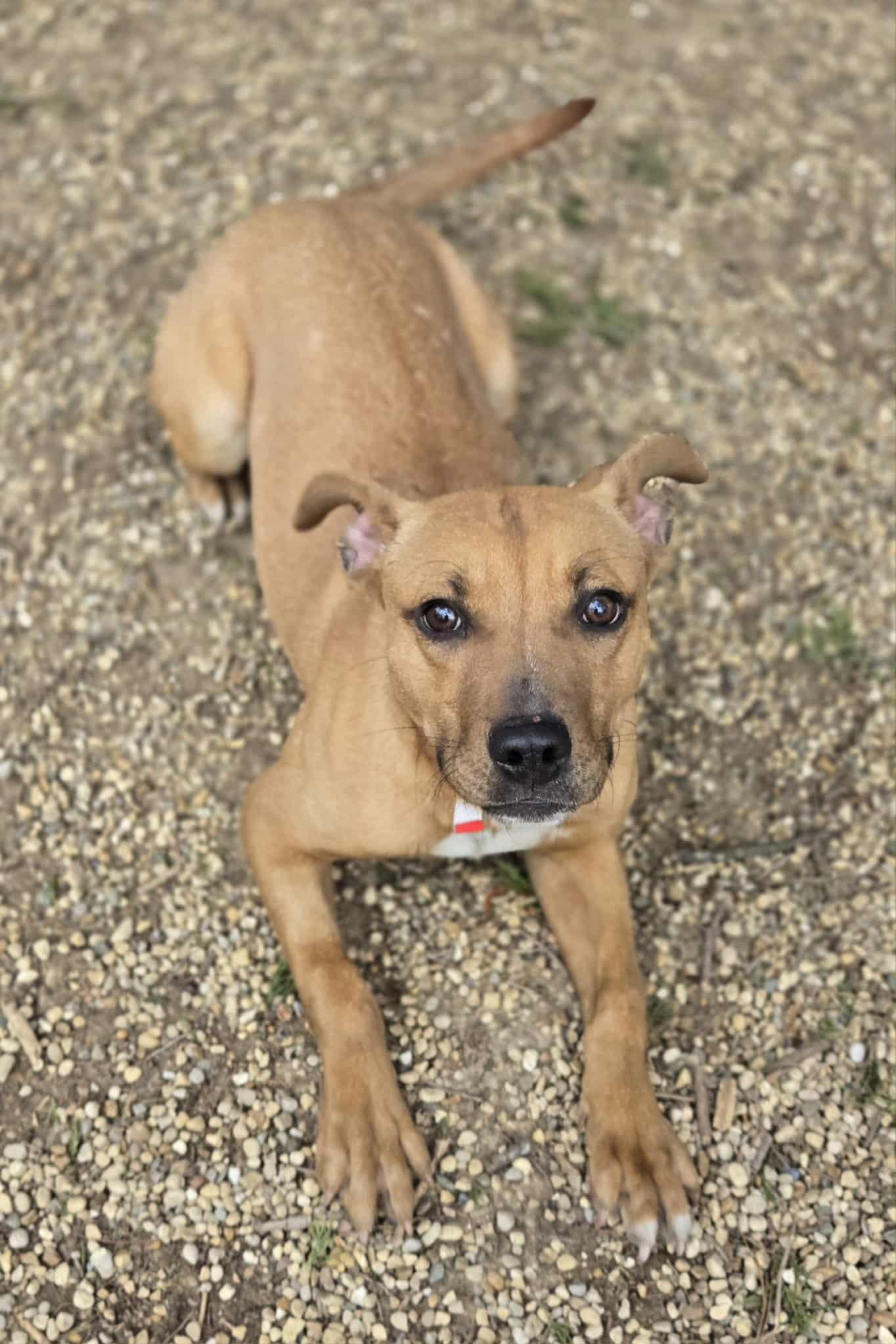 Enlarge Tinley, a ADOPTABLE mixed breed in Freeport, IL image 2/5