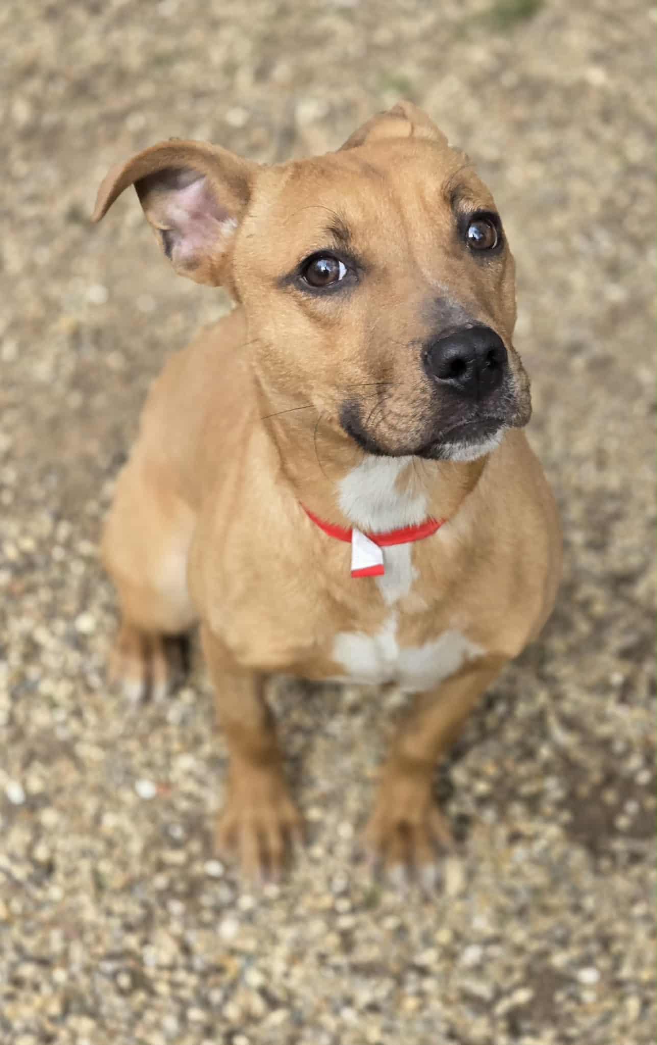 Enlarge Tinley, a ADOPTABLE mixed breed in Freeport, IL image 4/5