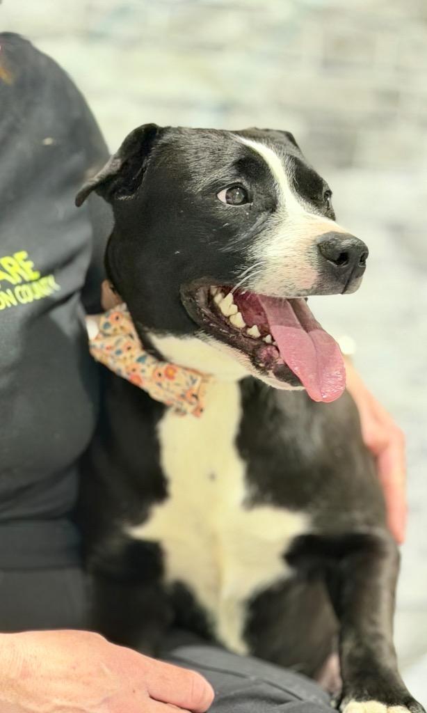 Enlarge Paisley, a Adoptable mixed breed in Muskegon, MI image 3/4