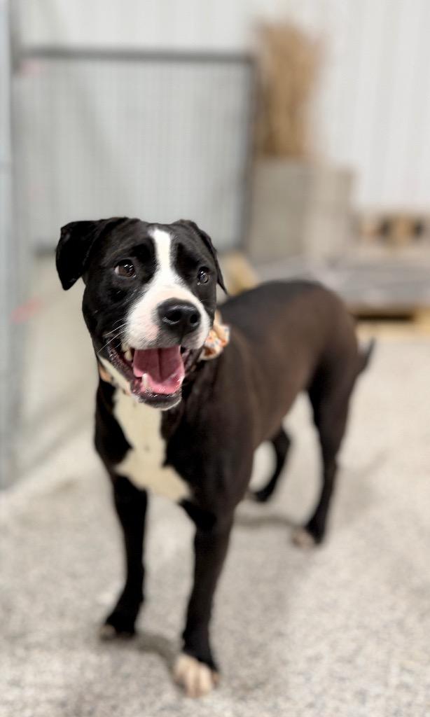 Enlarge Paisley, a Adoptable mixed breed in Muskegon, MI image 4/4