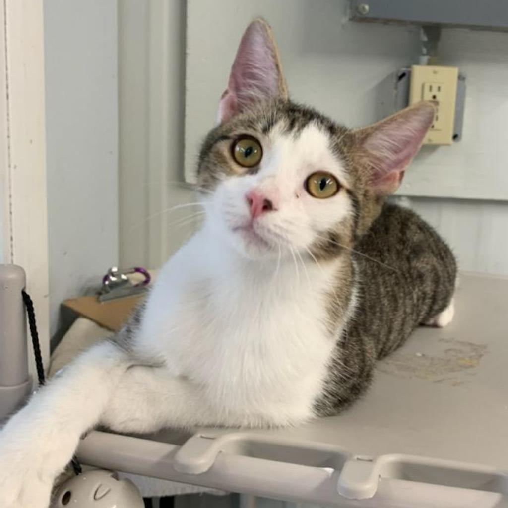 Lazurus, Adoptable, Adult Male Domestic Short Hair.