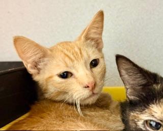 Enlarge Aang, an adopted Domestic Short Hair in Winter Haven, FL image 2/2