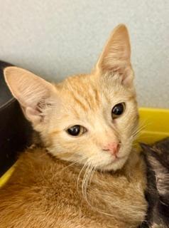 Enlarge Aang, an adopted Domestic Short Hair in Winter Haven, FL image 1/2