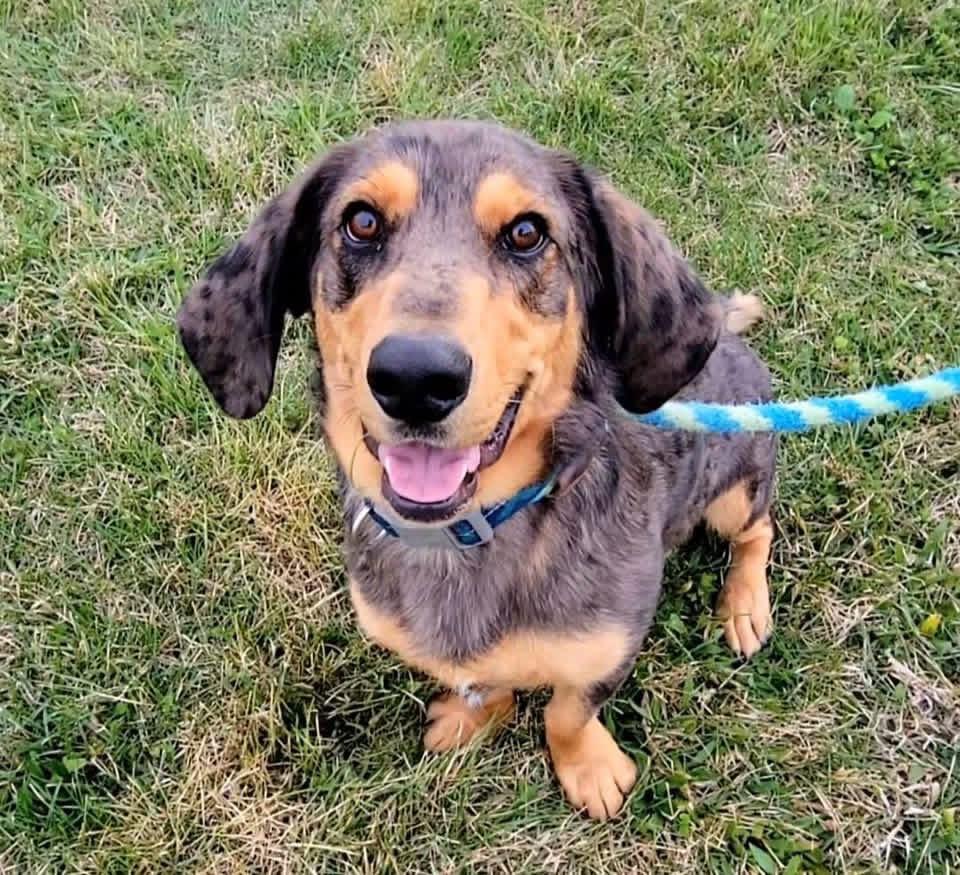 Scooter, ADOPTABLE, Young Male Basset Hound & Bluetick Coonhound.