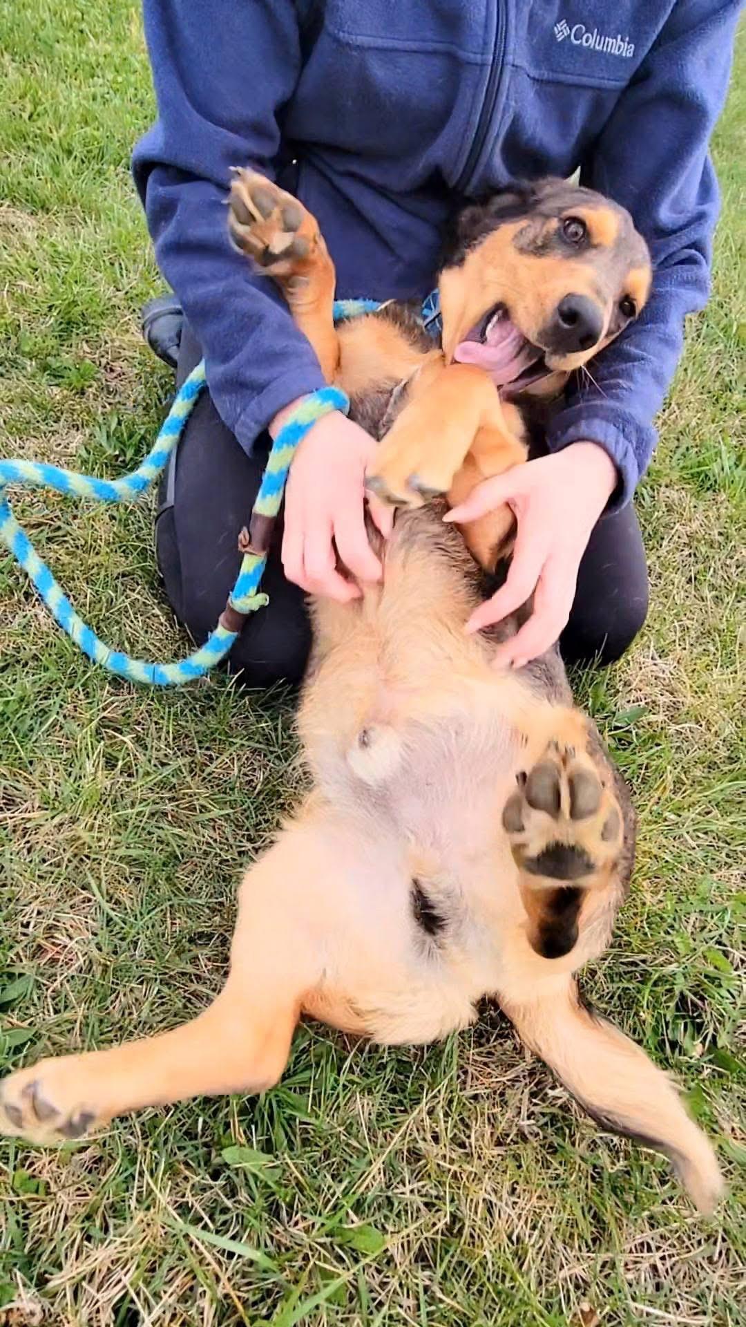 Scooter, a ADOPTABLE mixed breed in Ashland, KY image 4/5