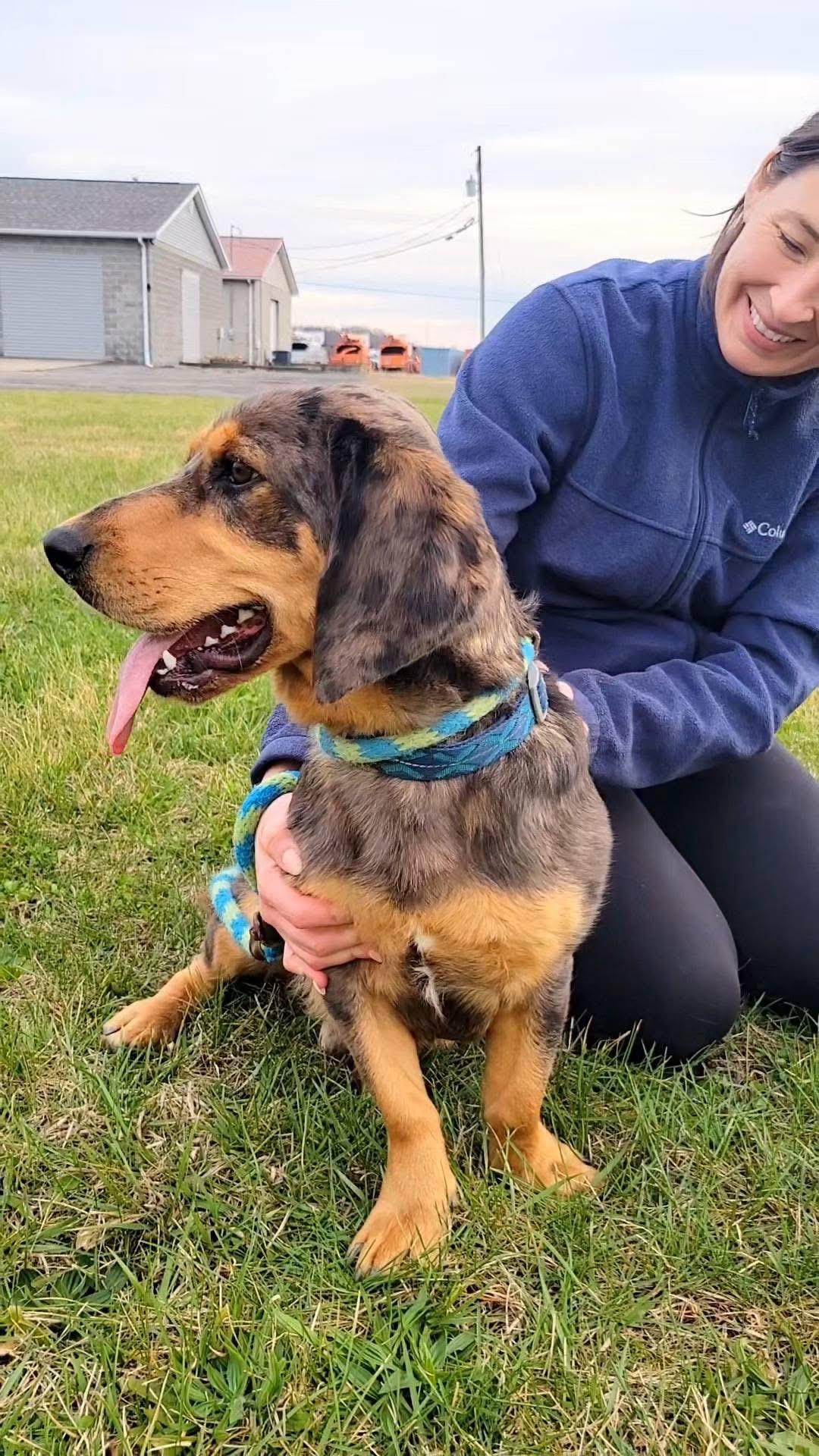 Scooter, a ADOPTABLE mixed breed in Ashland, KY image 3/5