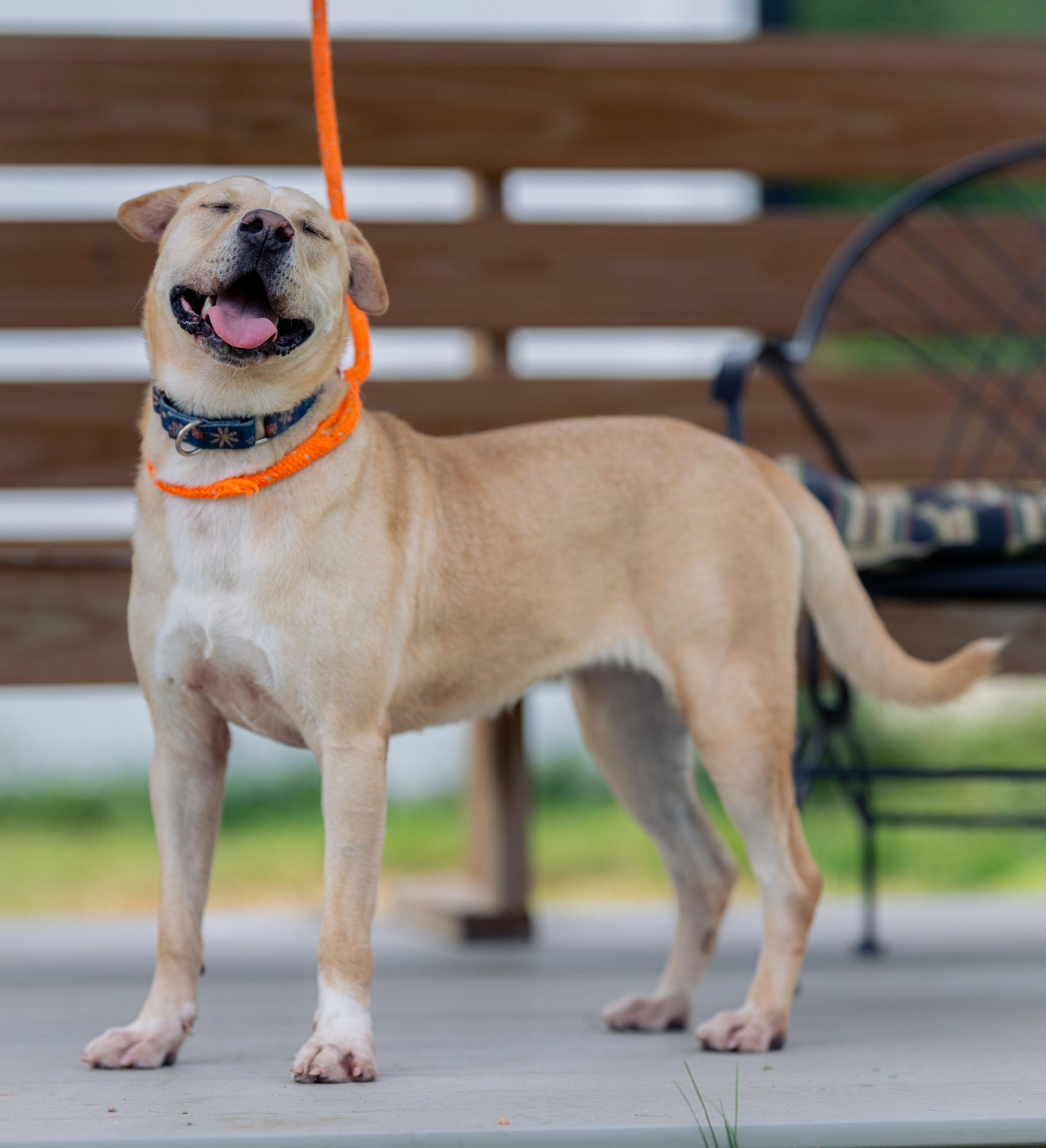 Brook, a Adoptable mixed breed in Paris, ME image 1/4