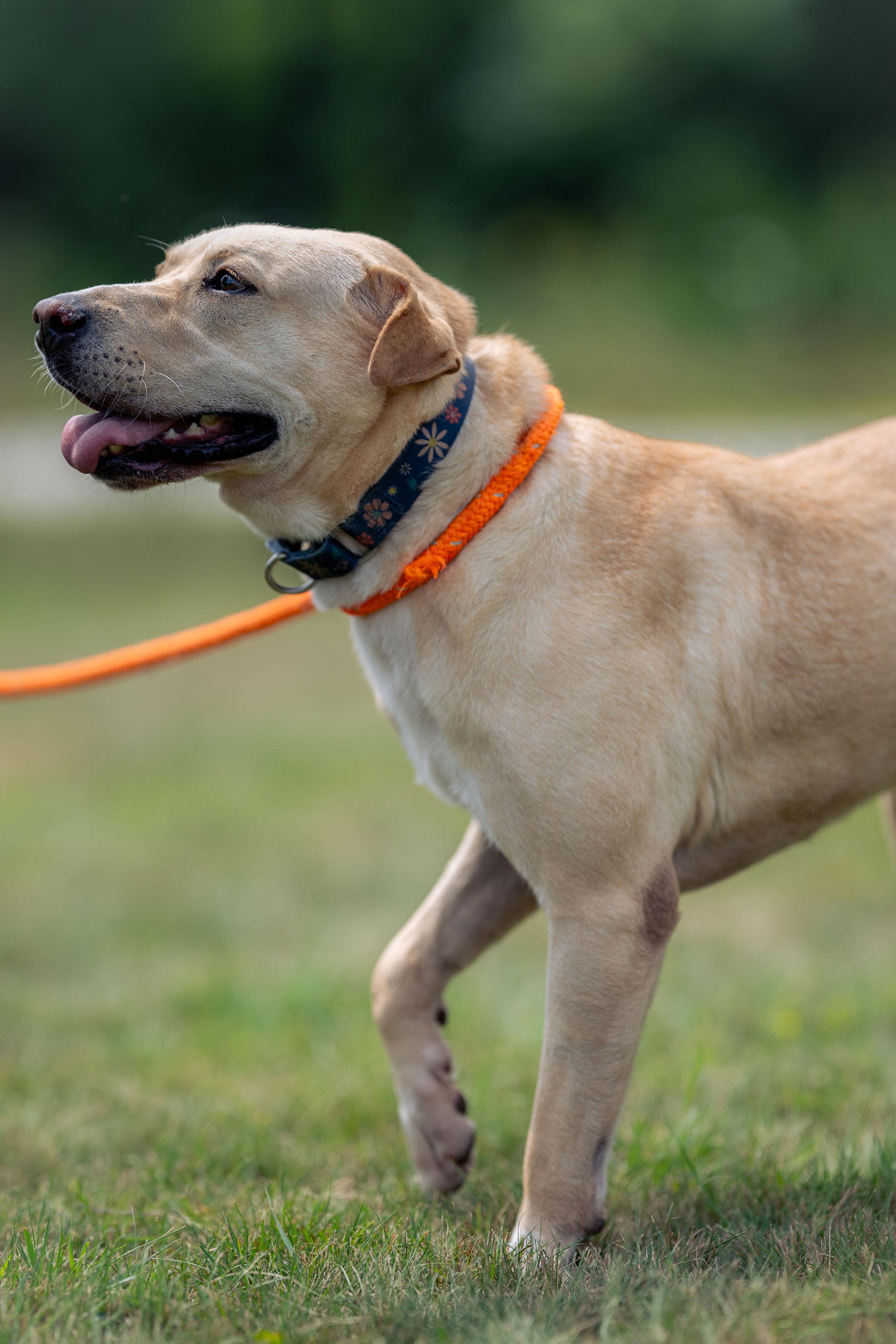 Brook, a Adoptable mixed breed in Paris, ME image 2/4
