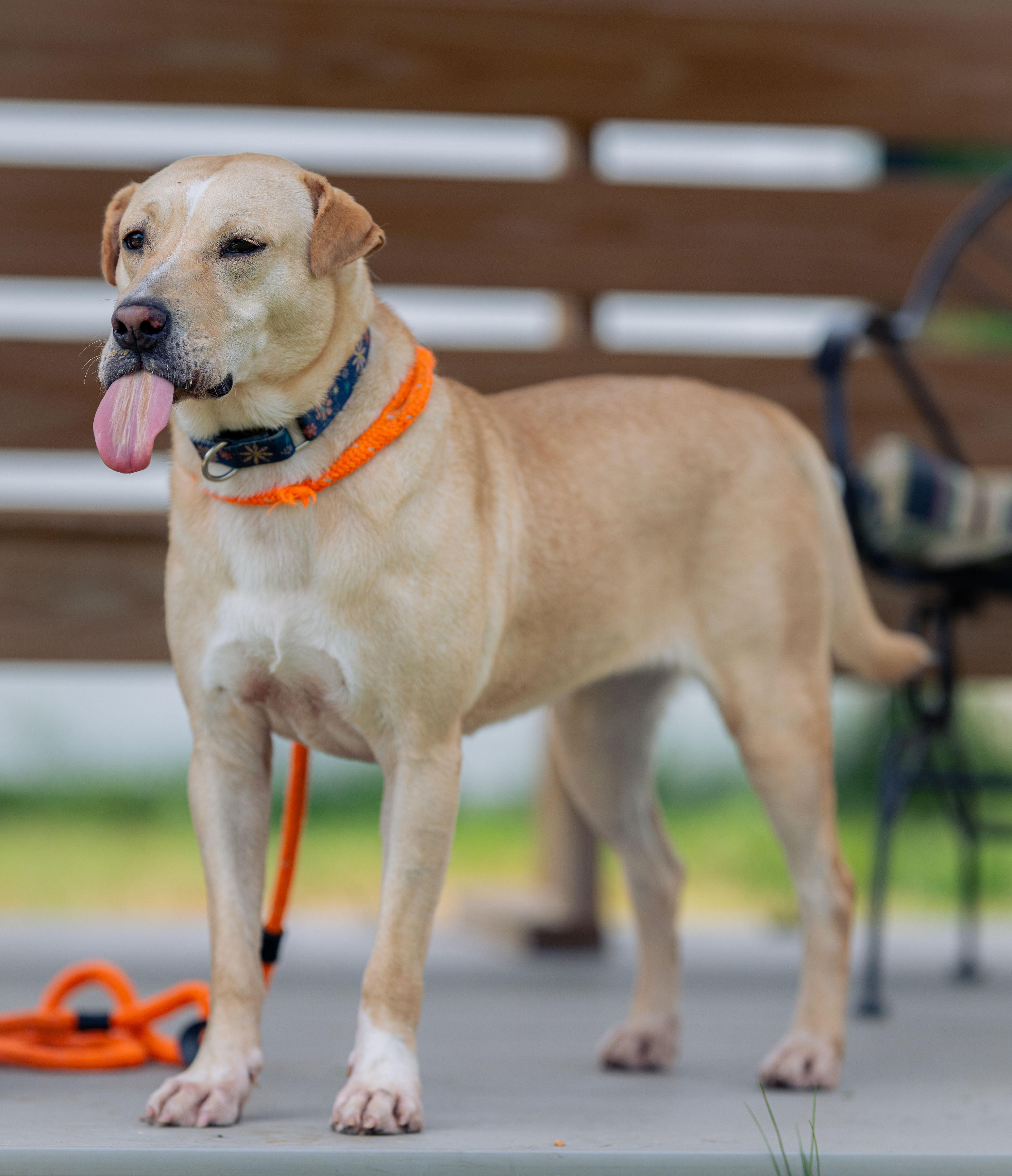 Brook, a Adoptable mixed breed in Paris, ME image 3/4