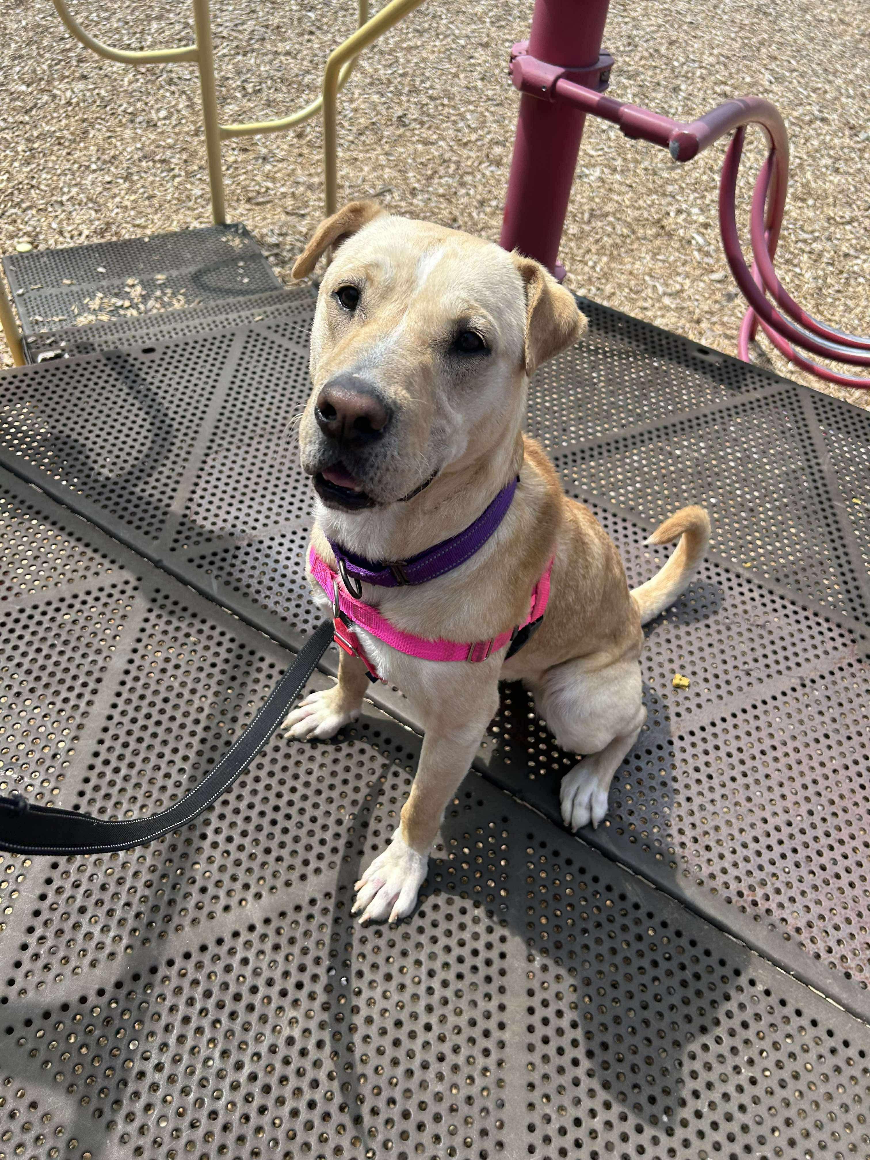 Brook, Adoptable, Adult Female Yellow Labrador Retriever.