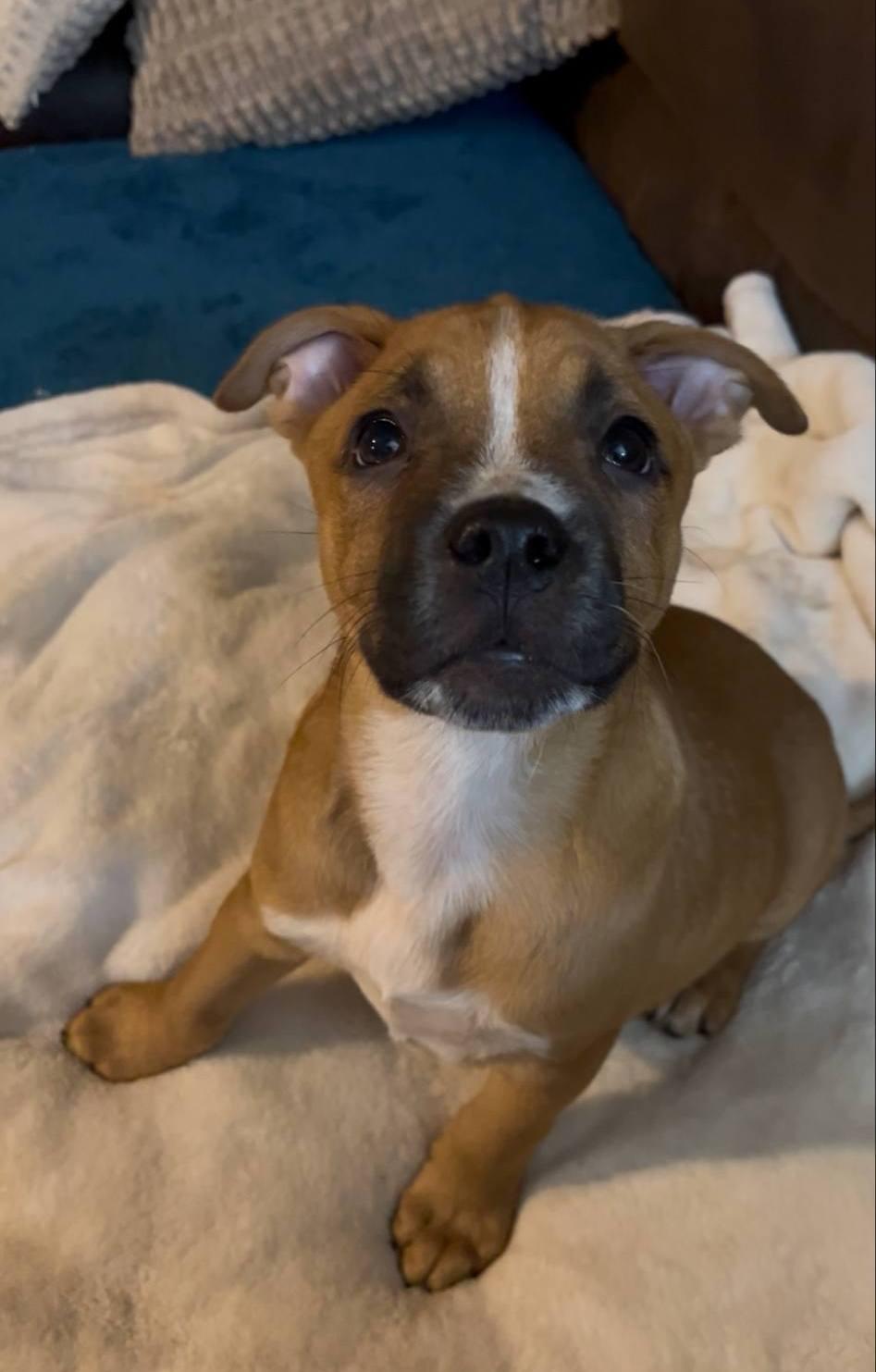 Rooster, a Adoptable mixed breed in Colleyville, TX image 1/3