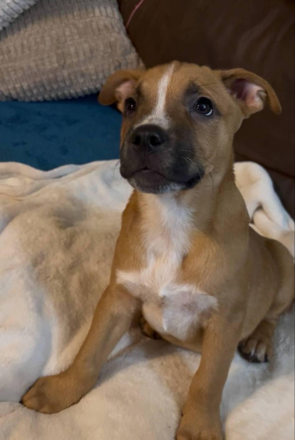 Rooster, a Adoptable mixed breed in Colleyville, TX image 3/3