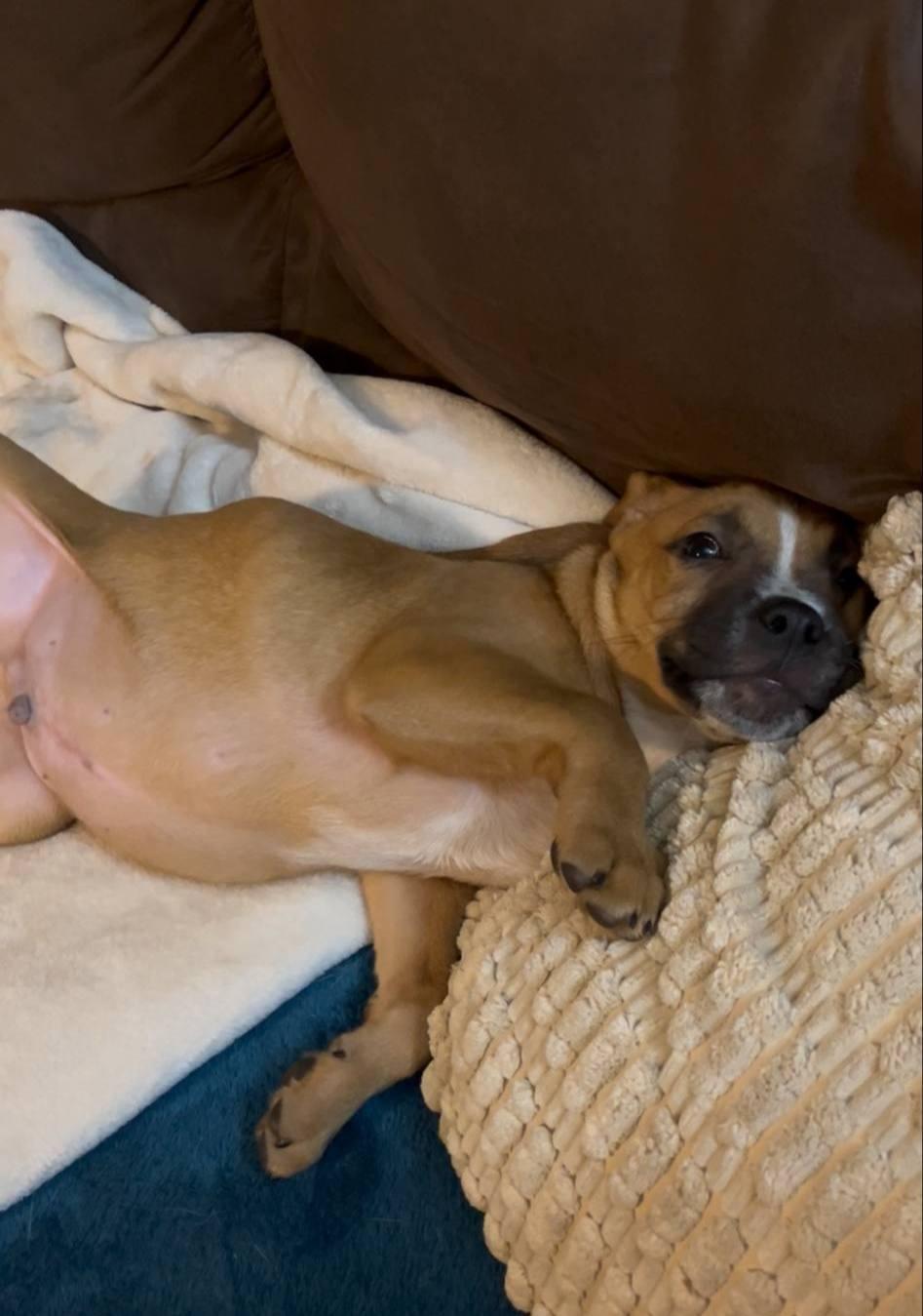 Rooster, a Adoptable mixed breed in Colleyville, TX image 2/3