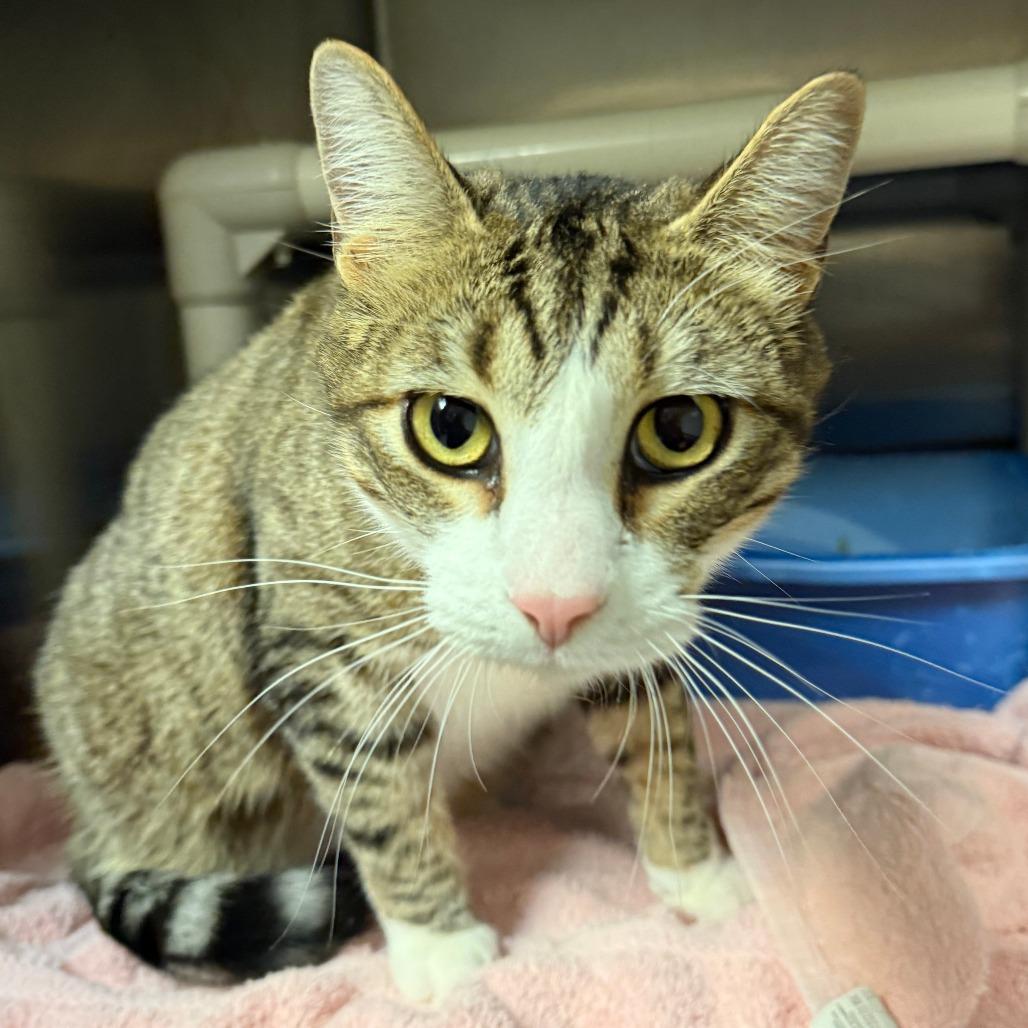 Enlarge Hunter C26-020, a Adoptable Domestic Short Hair in Elbow Lake, MN image 1/1