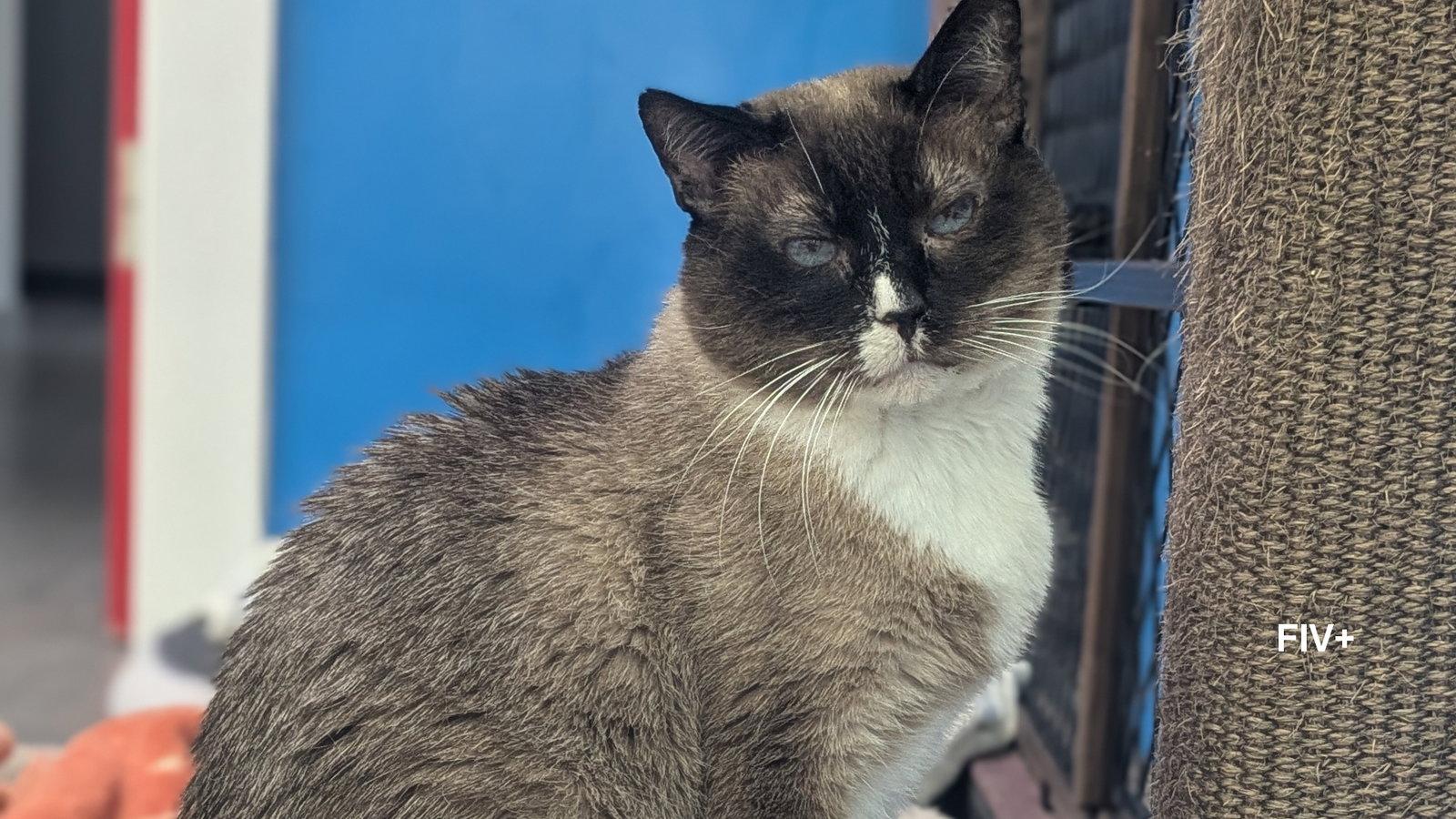 Enlarge Ross, a Adopted Ragamuffin in Santa Rosa, CA image 1/3