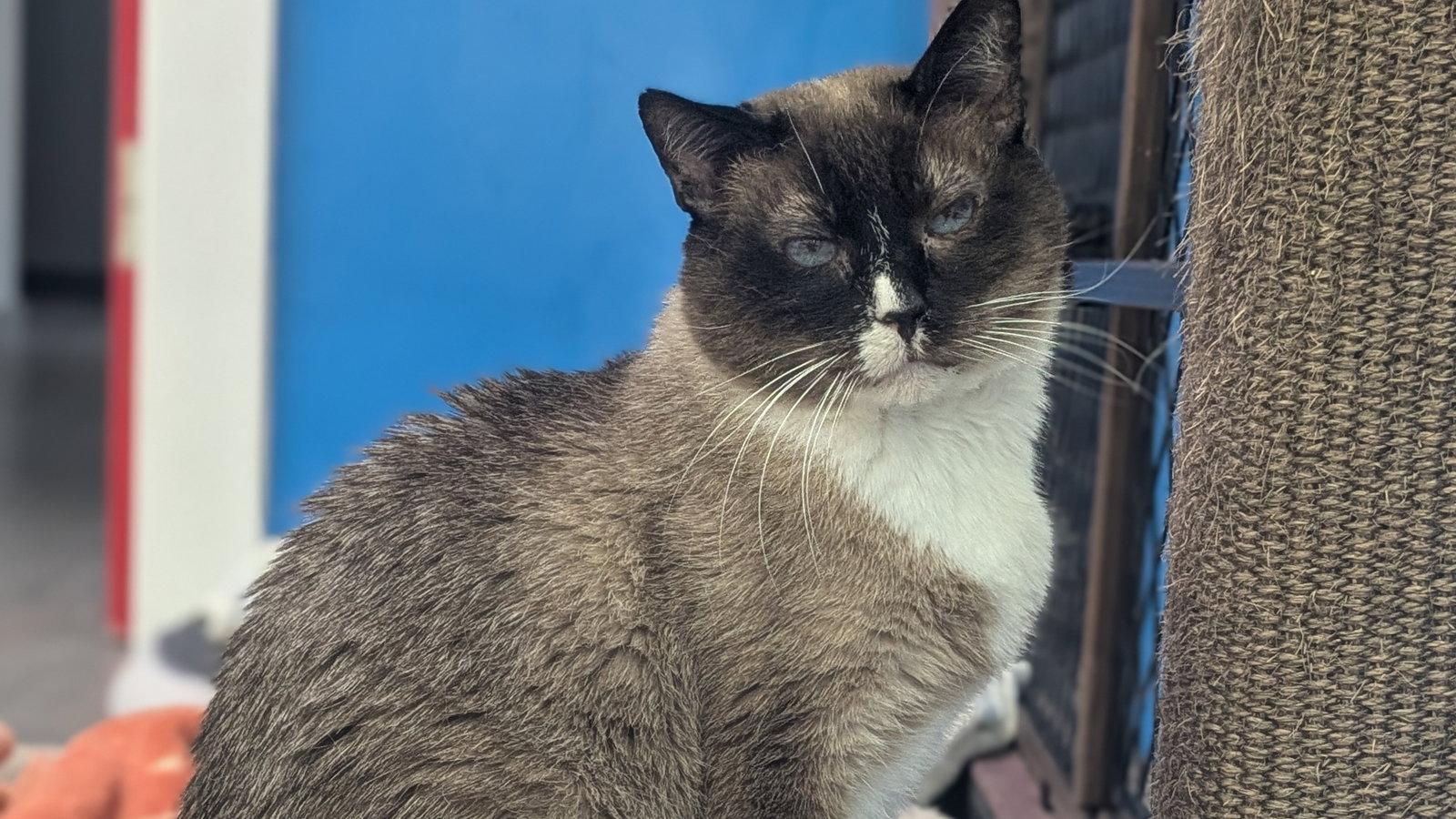 Enlarge Ross, a Adopted Ragamuffin in Santa Rosa, CA image 3/3