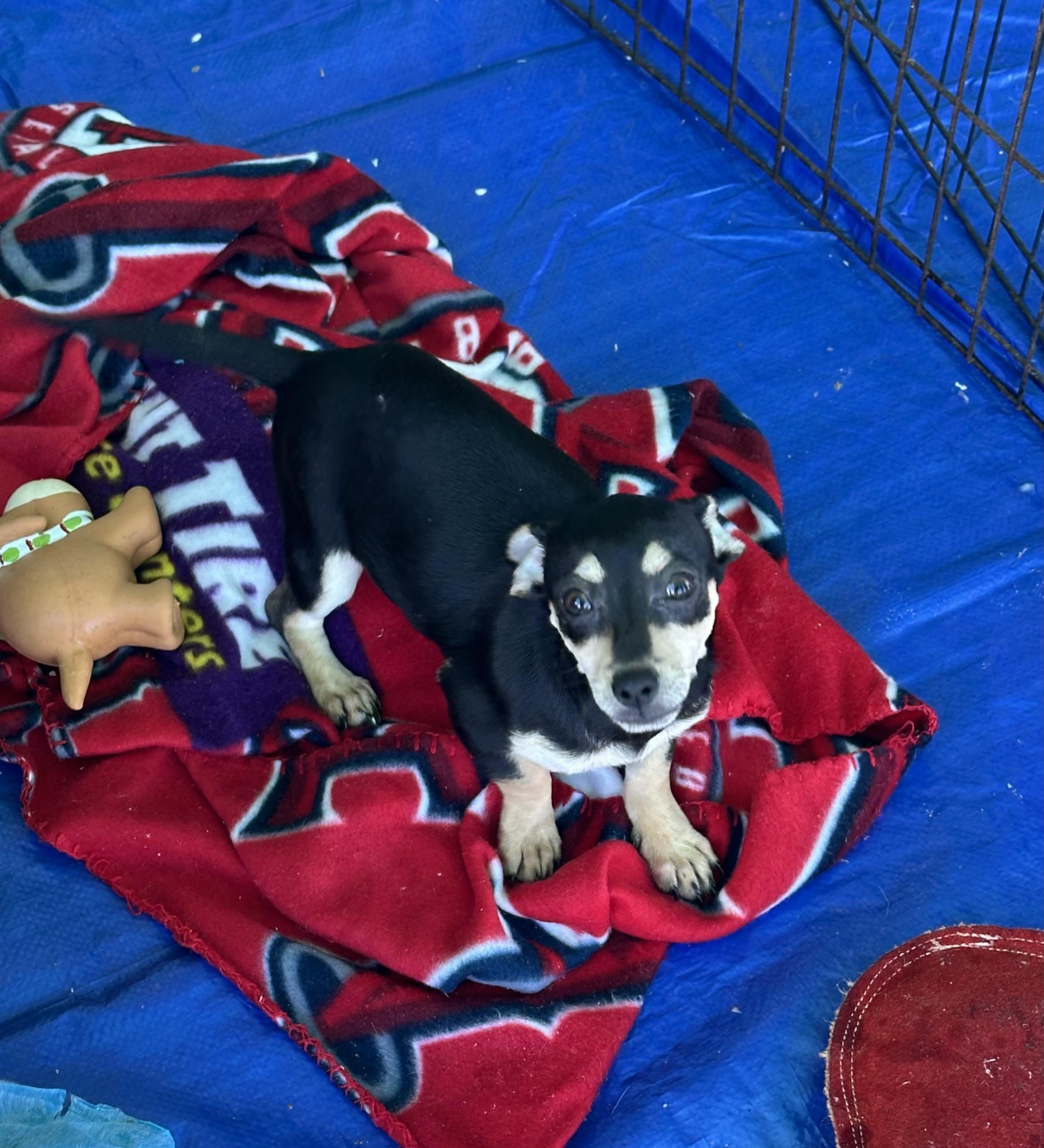 Taylor, ADOPTABLE, Puppy Female Chiweenie.