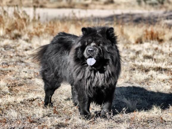 Enlarge DELILAH, a Adoptable Chow Chow in Santa Fe, NM image 1/1