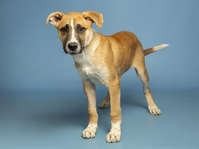 Enlarge LUCKY, a Adoptable Australian Shepherd in Phoenix, AZ image 1/1