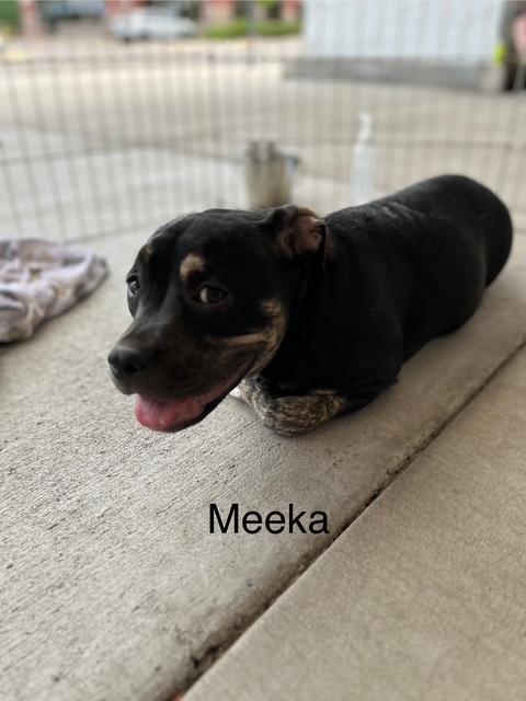 Enlarge Meeka, a Adoptable mixed breed in Littleton, CO image 1/2