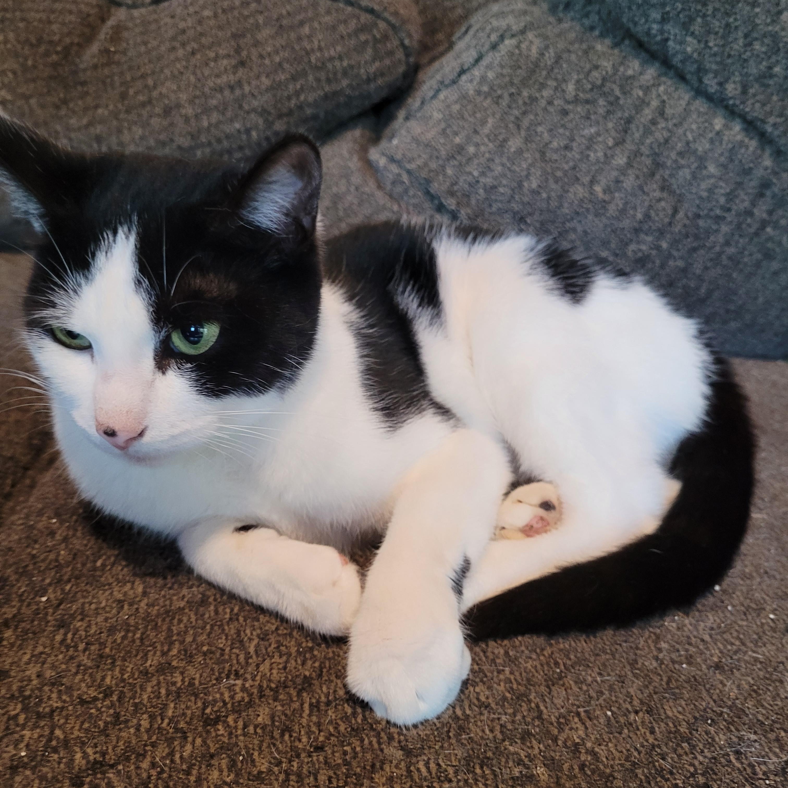 Enlarge Firn – The Fir Tree Miracle, an adopted Domestic Short Hair in Toledo, OR image 1/3