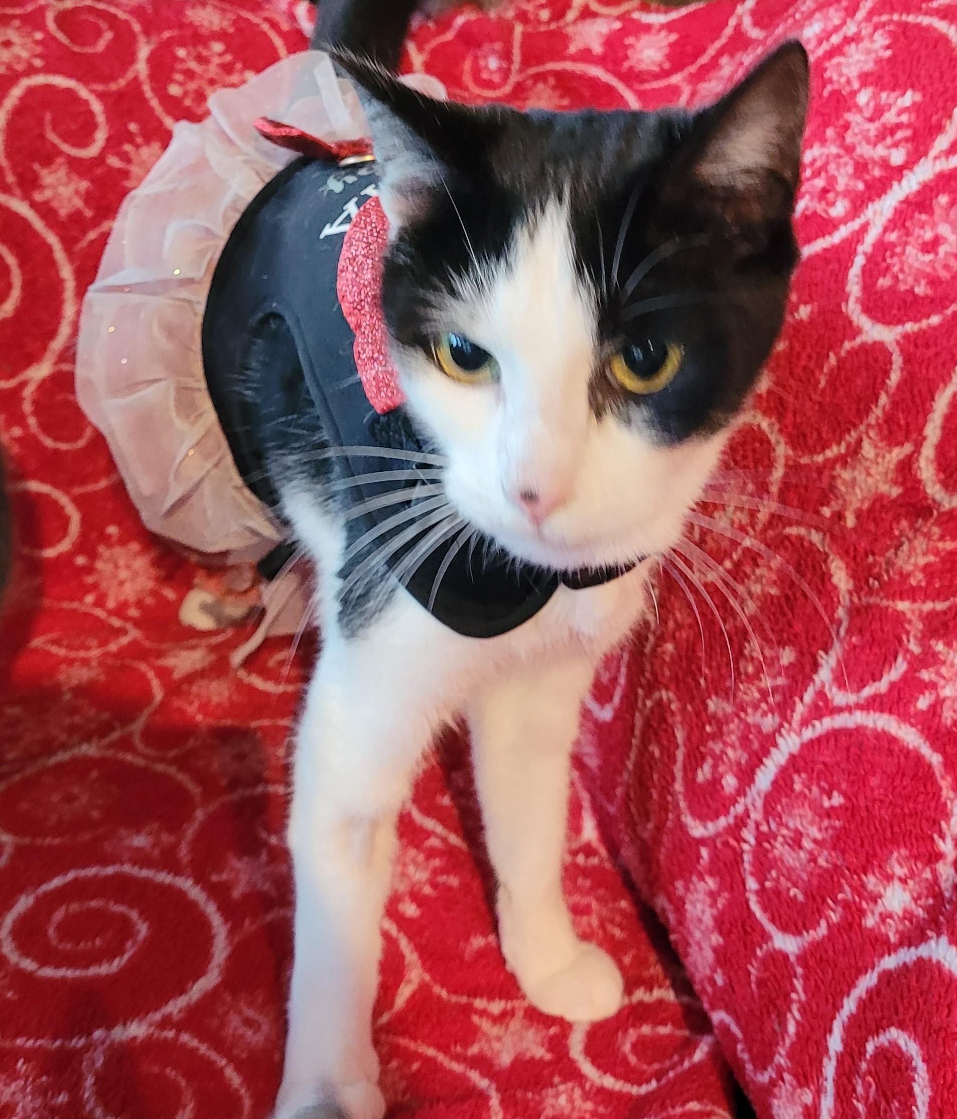 Enlarge Firn – The Fir Tree Miracle, an adopted Domestic Short Hair in Toledo, OR image 2/3