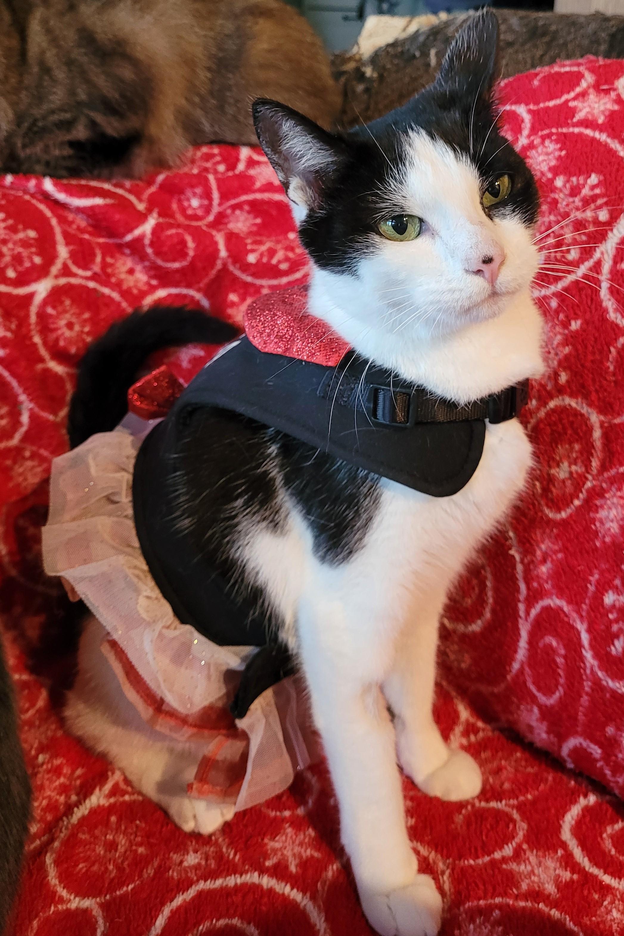 Enlarge Firn – The Fir Tree Miracle, an adopted Domestic Short Hair in Toledo, OR image 3/3