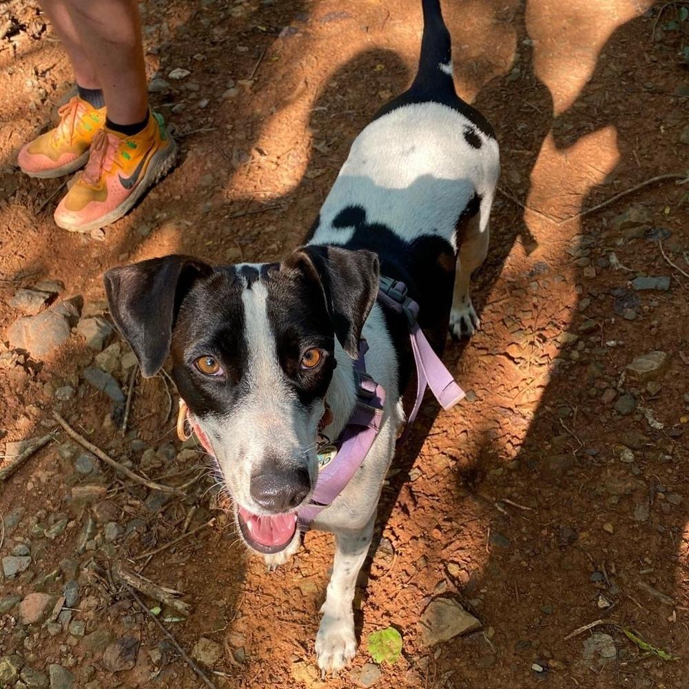 Enlarge Lacey, a Adoptable mixed breed in San Diego, CA image 1/6