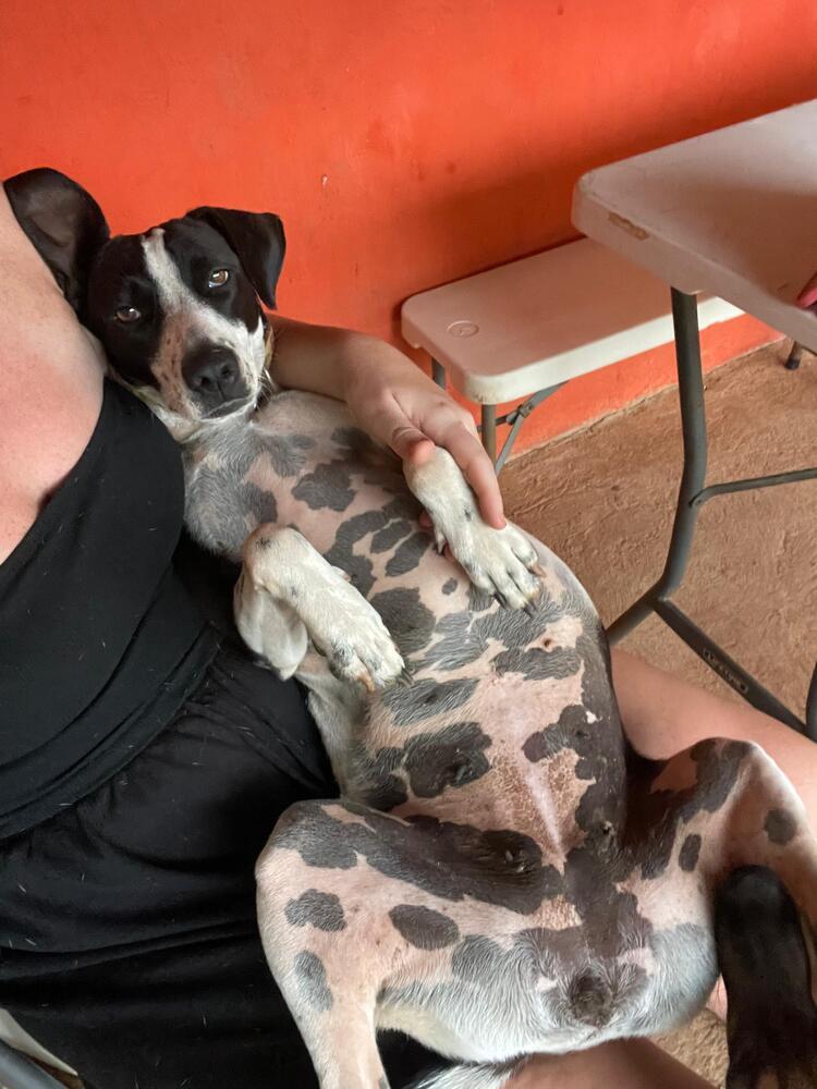 Enlarge Lacey, a Adoptable mixed breed in San Diego, CA image 2/6