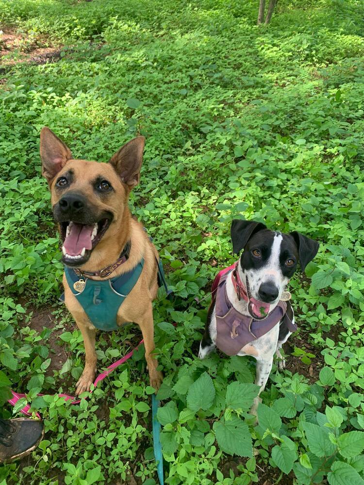 Lacey, a Adoptable mixed breed in San Diego, CA image 4/6
