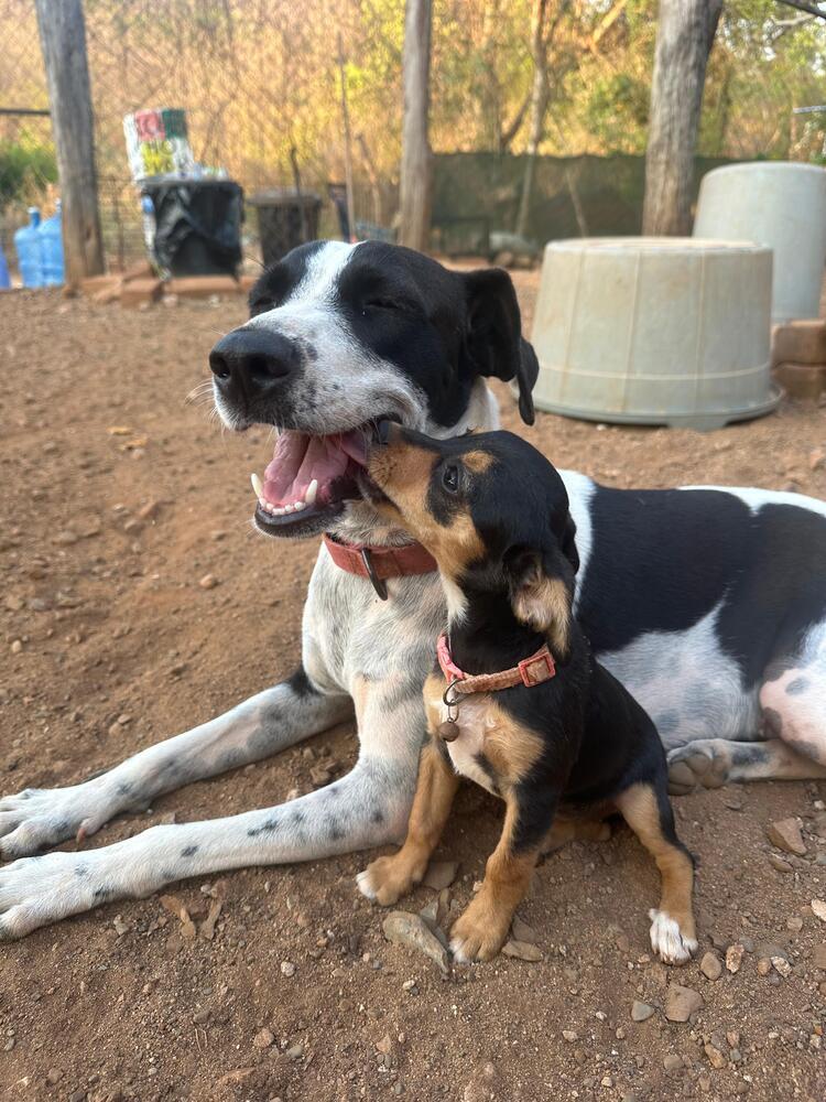 Enlarge Lacey, a Adoptable mixed breed in San Diego, CA image 4/6