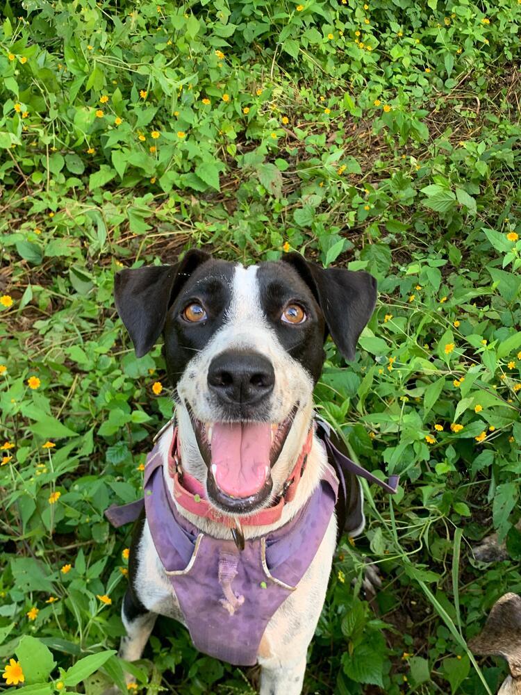 Enlarge Lacey, a Adoptable mixed breed in San Diego, CA image 5/6