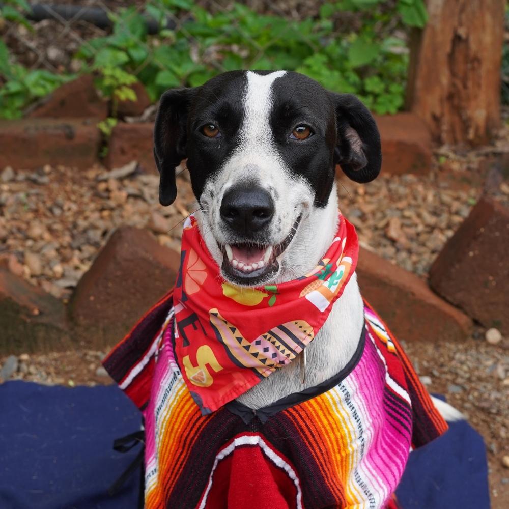 Enlarge Lacey, a Adoptable mixed breed in San Diego, CA image 6/6