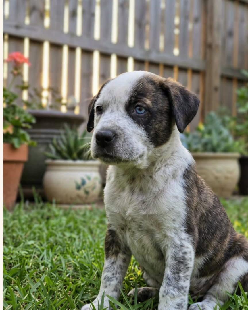 Enlarge Journey, a Adoptable Mixed Breed in Barnhart, MO image 1/1