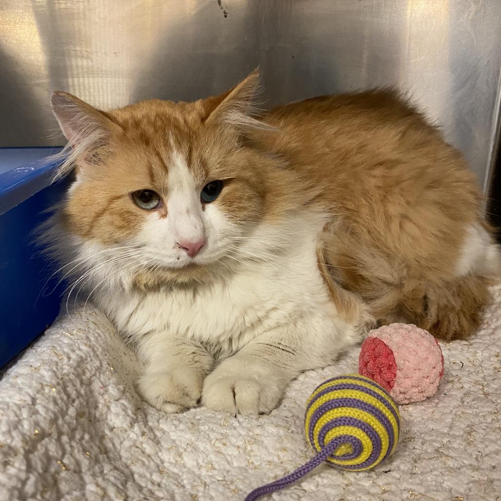 Enlarge Caker C26-007, a Adoptable Domestic Long Hair in Elbow Lake, MN image 1/2