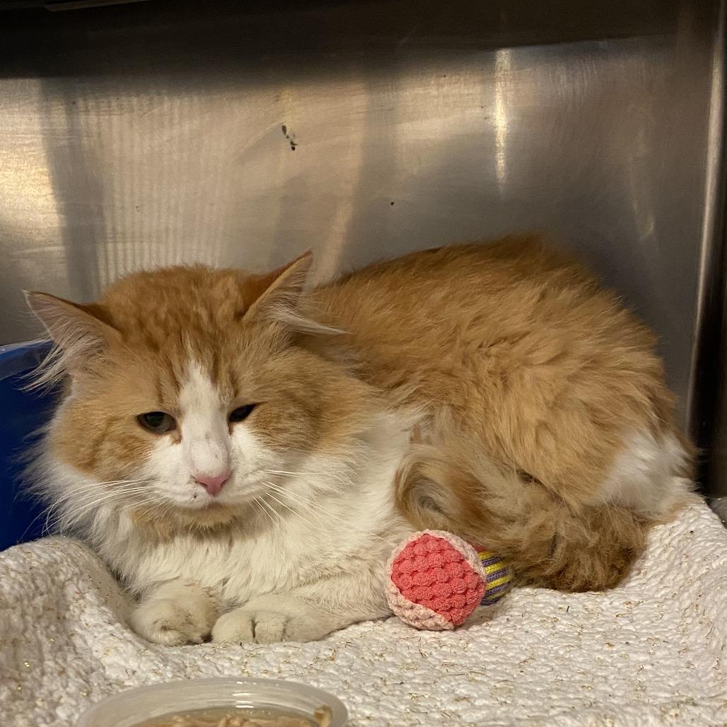 Enlarge Caker C26-007, a Adoptable Domestic Long Hair in Elbow Lake, MN image 2/2