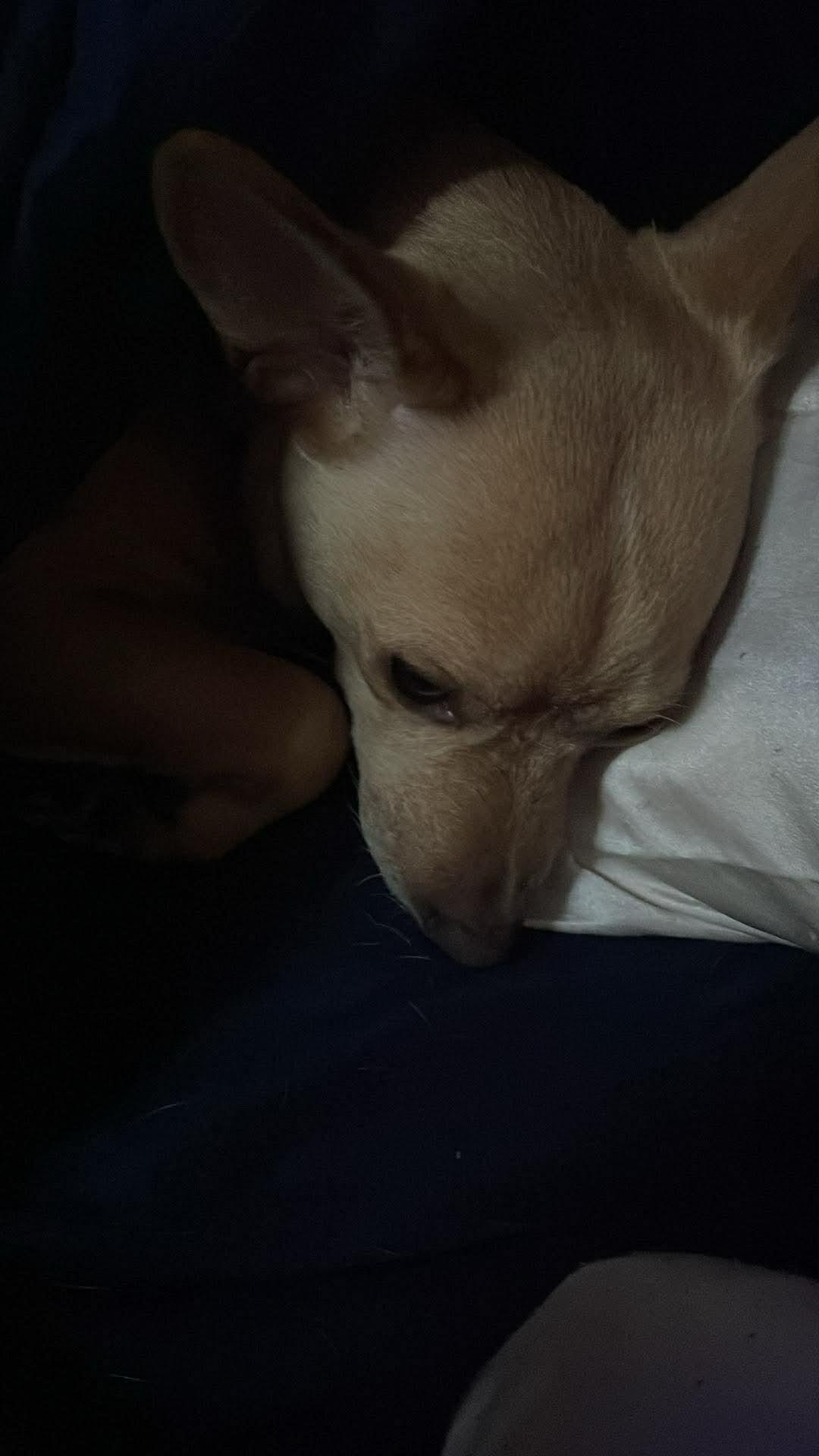 Enlarge Bella, a ADOPTABLE mixed breed in Dayton, OH image 3/3