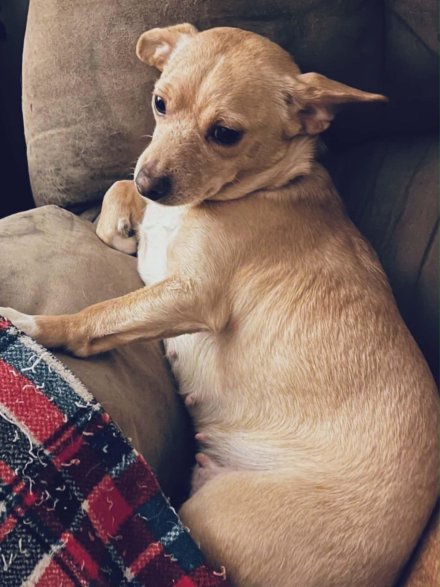 Enlarge Bella, a ADOPTABLE mixed breed in Dayton, OH image 2/3