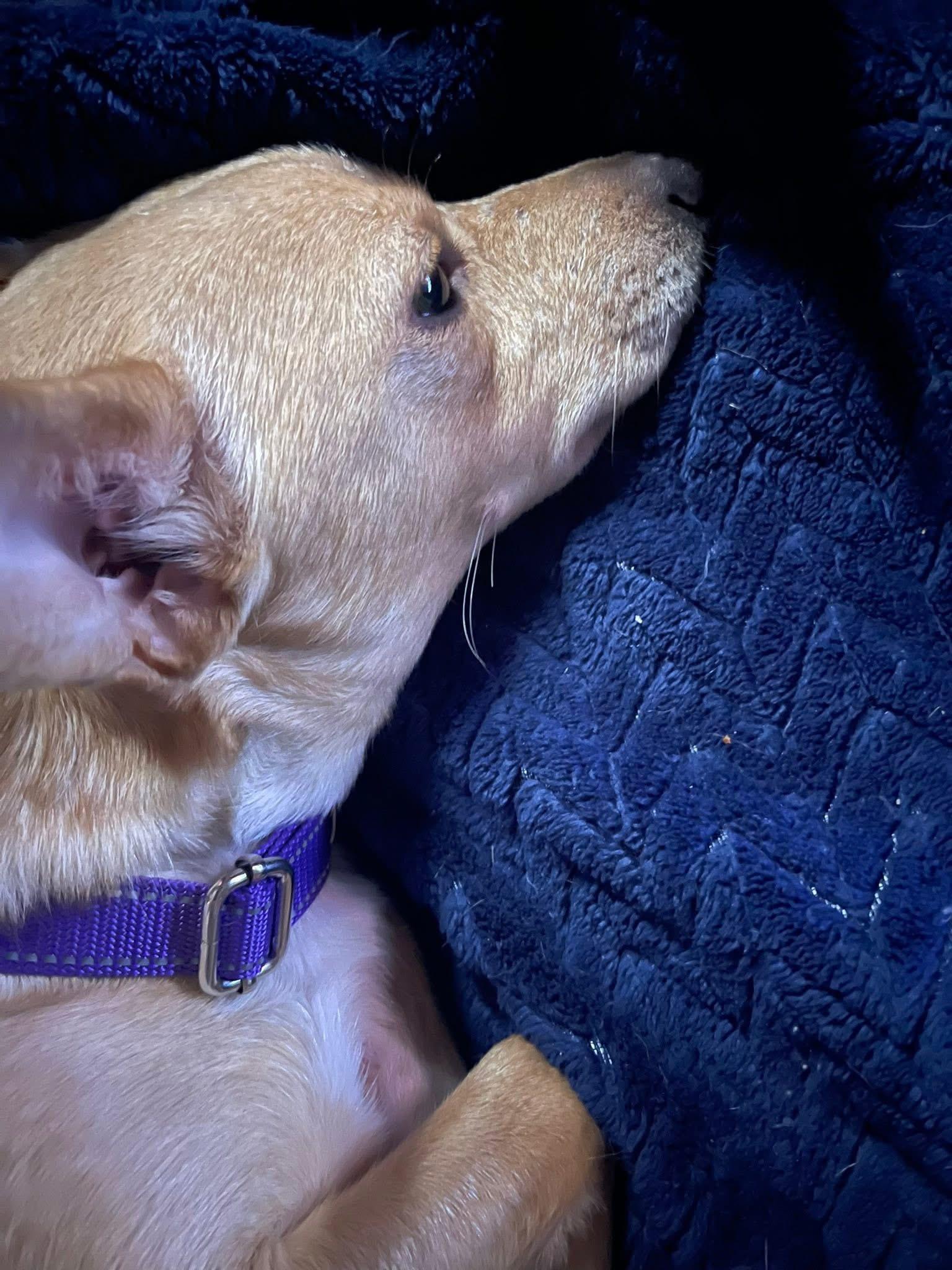 Bella, ADOPTABLE, Adult Female Chihuahua.