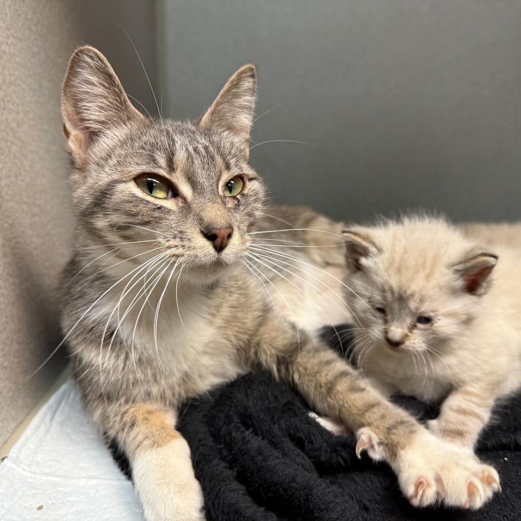 London, Adoptable, Adult Female Domestic Short Hair.