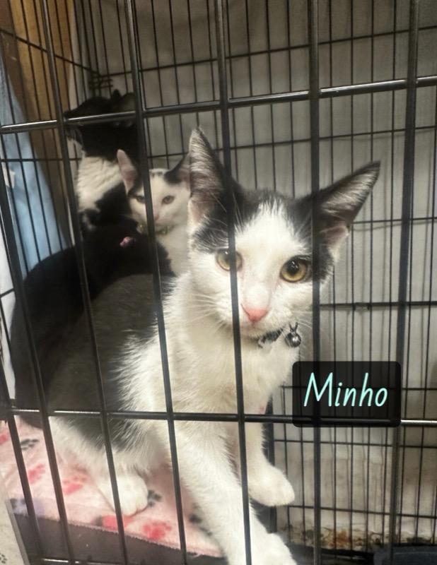 Minho, Adoptable, Kitten Male Domestic Short Hair.