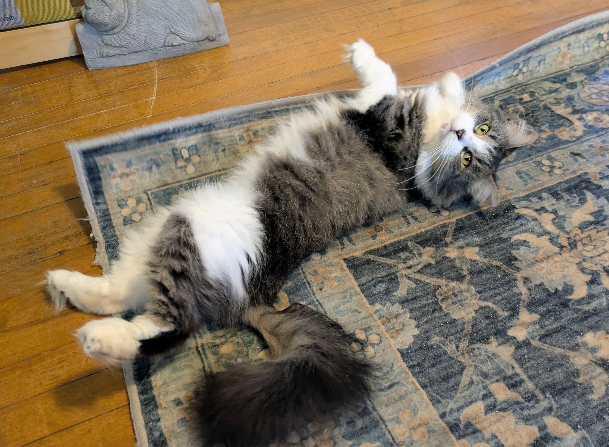 Enlarge Lacey, an adopted mixed breed in Bath, ME image 5/6