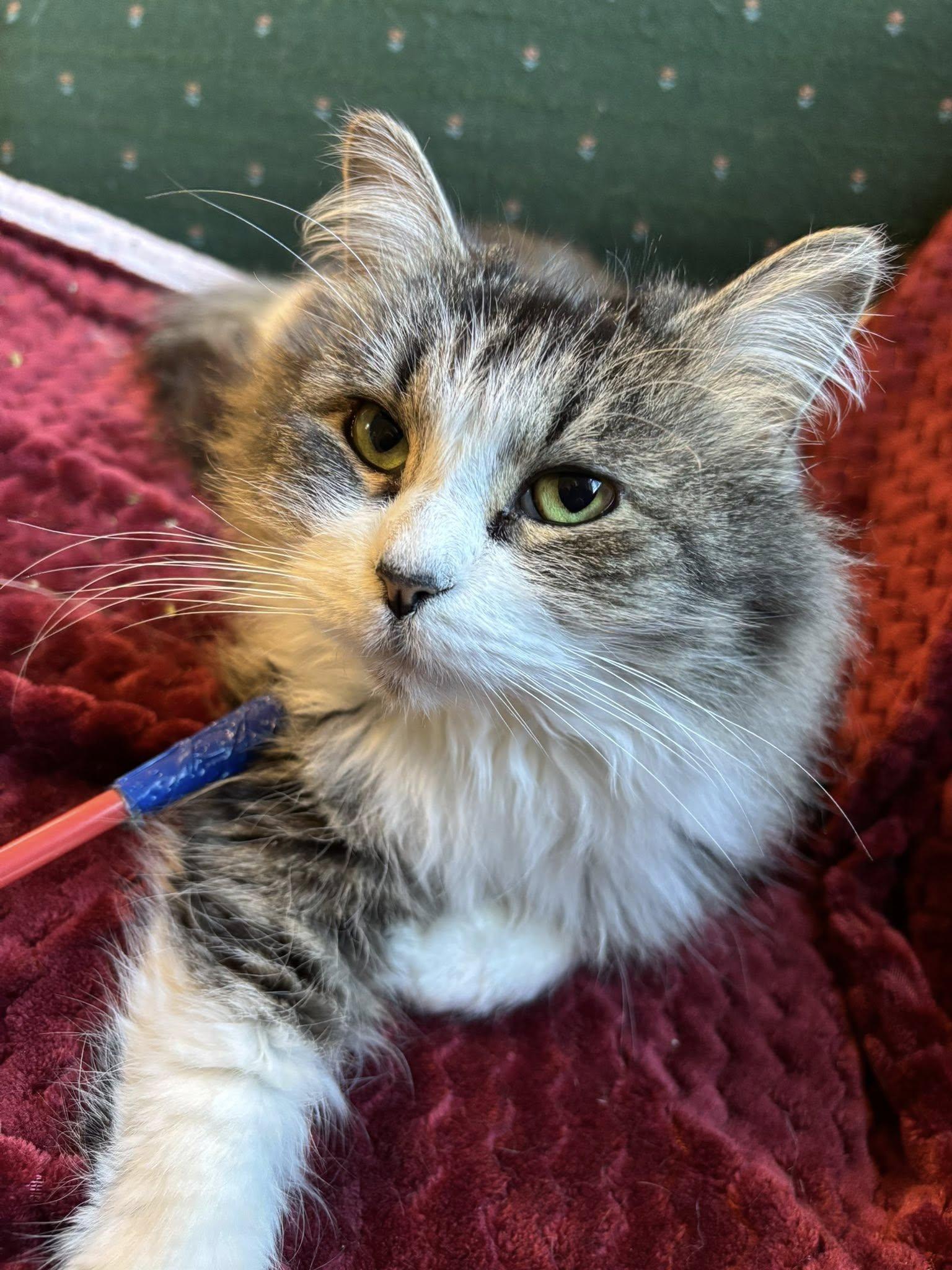 Enlarge Lacey, an adopted mixed breed in Bath, ME image 3/6