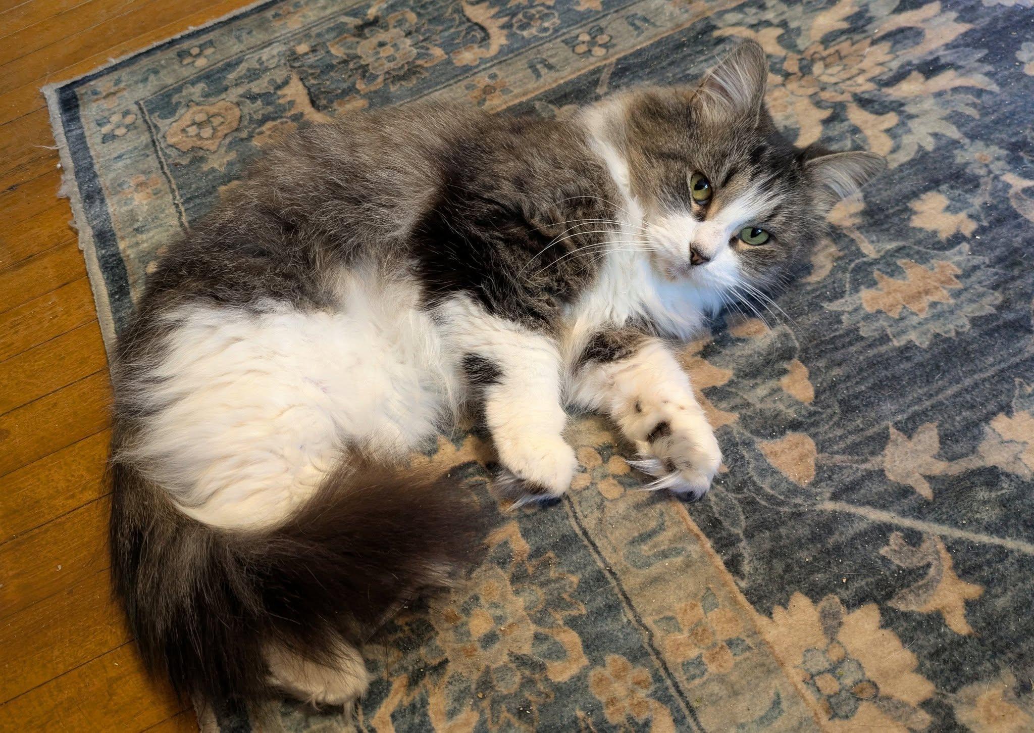 Enlarge Lacey, an adopted mixed breed in Bath, ME image 4/6